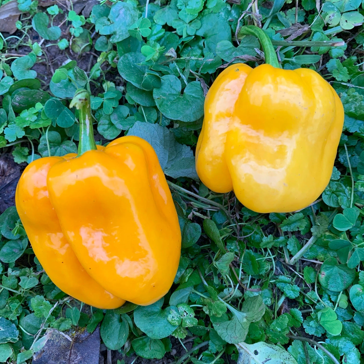 Habanero Pumpkin - Seeds - The Pepper Pantry (Formerly Marie Sharp's)