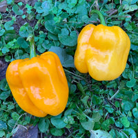 Habanero Pumpkin - Seeds - The Pepper Pantry (Formerly Marie Sharp's)