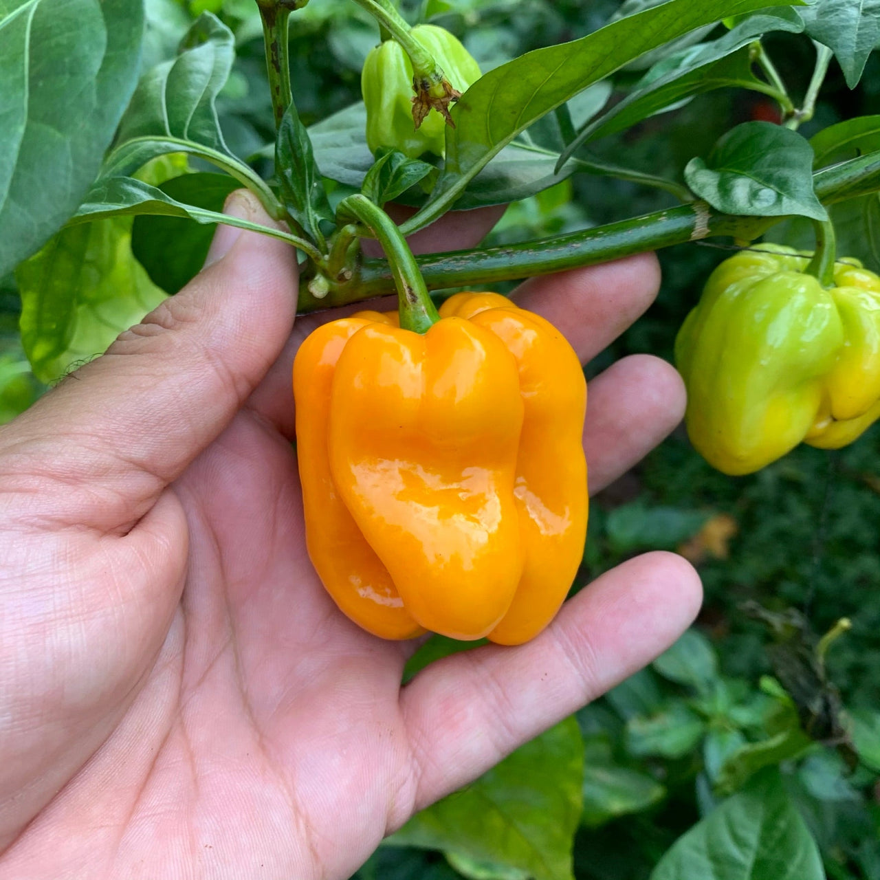 Habanero Pumpkin - Seeds - The Pepper Pantry (Formerly Marie Sharp's)