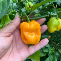 Habanero Pumpkin - Seeds - The Pepper Pantry (Formerly Marie Sharp's)