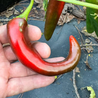 Hatch Green Mild - Guizeppi - Seeds - The Pepper Pantry (Formerly Marie Sharp's)