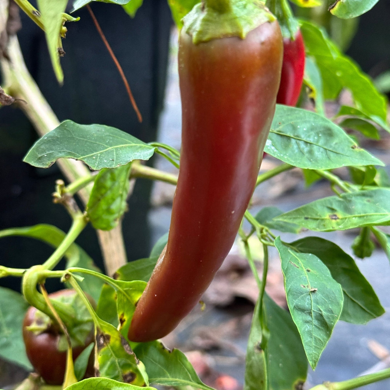 Hatch Green Mild - Guizeppi - Seeds - The Pepper Pantry (Formerly Marie Sharp's)