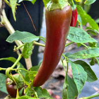 Hatch Green Mild - Guizeppi - Seeds - The Pepper Pantry (Formerly Marie Sharp's)