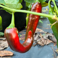 Hatch Green Mild - Guizeppi - Seeds - The Pepper Pantry (Formerly Marie Sharp's)