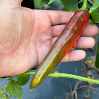 Hatch Green Mild - Guizeppi - Seeds - The Pepper Pantry (Formerly Marie Sharp's)