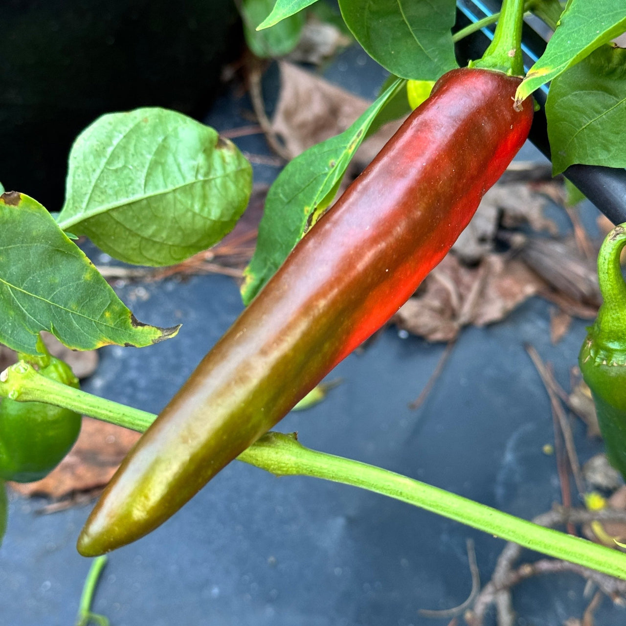 Hatch Green Mild - Guizeppi - Seeds - The Pepper Pantry (Formerly Marie Sharp's)