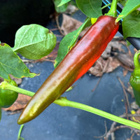 Hatch Green Mild - Guizeppi - Seeds - The Pepper Pantry (Formerly Marie Sharp's)