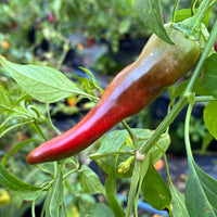 Hatch Red Hot - Sandia Hot - Seeds - The Pepper Pantry (Formerly Marie Sharp's)