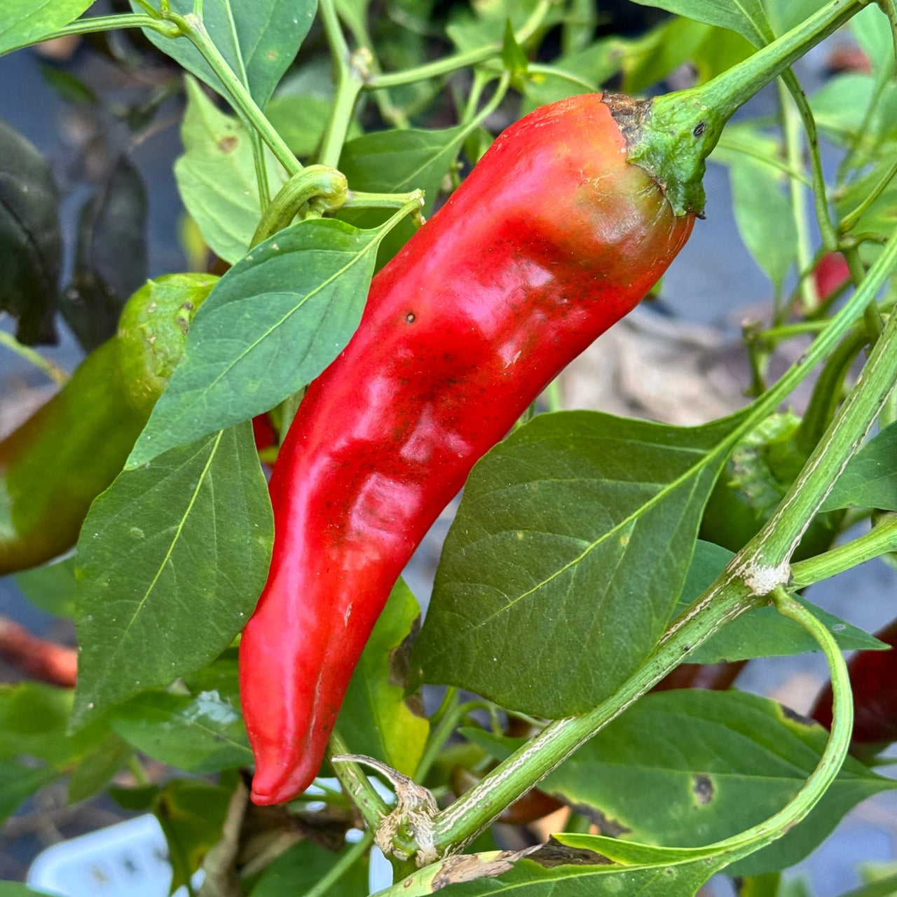 Hatch Red Hot - Sandia Hot - Seeds - The Pepper Pantry (Formerly Marie Sharp's)