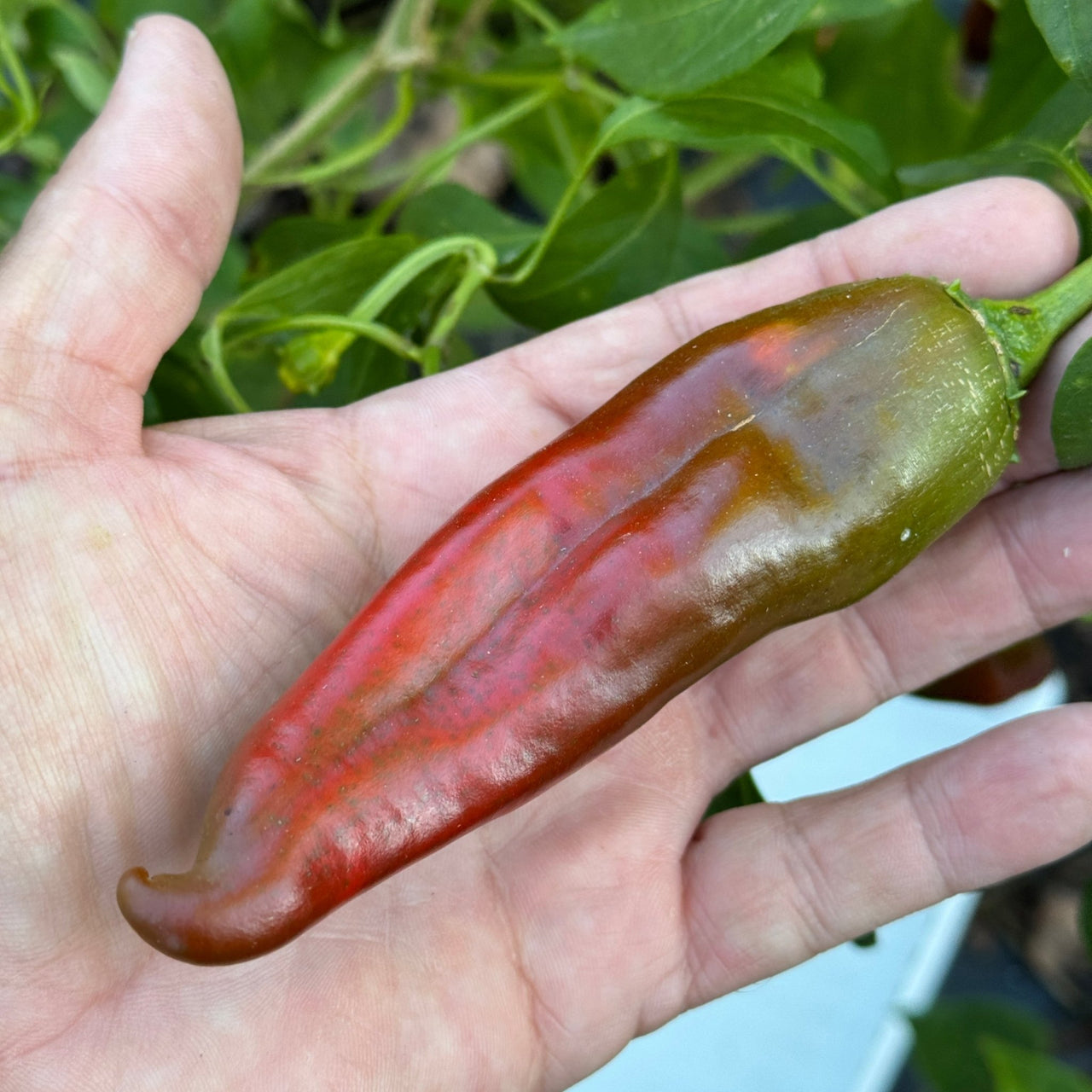 Hatch Red Hot - Sandia Hot - Seeds - The Pepper Pantry (Formerly Marie Sharp's)