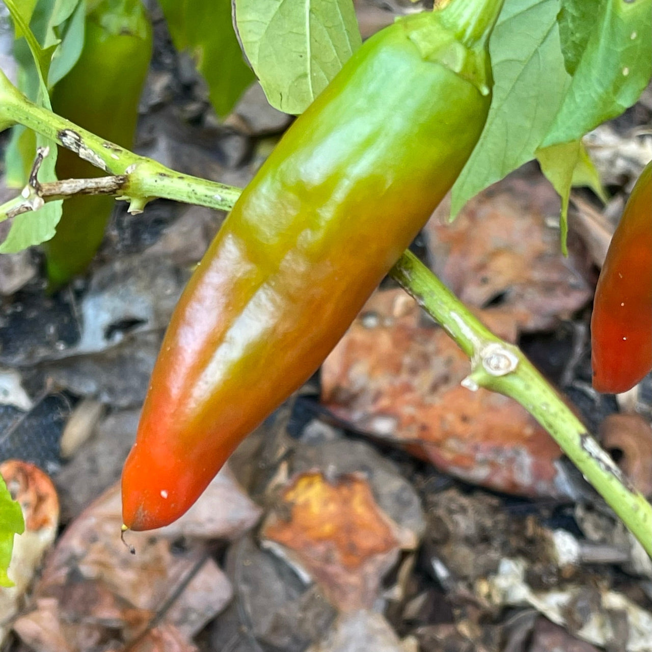 Hatch Red X Hot - Ms. Junie Chile - Seeds - The Pepper Pantry (Formerly Marie Sharp's)