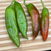 Hatch Red X Hot - Ms. Junie Chile - Seeds - The Pepper Pantry (Formerly Marie Sharp's)