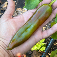 Hatch Red X Hot - Ms. Junie Chile - Seeds - The Pepper Pantry (Formerly Marie Sharp's)
