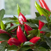 Hot Burrito Pepper Seeds - The Pepper Pantry (Formerly Marie Sharp's)