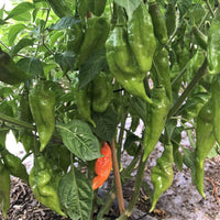 Hot Paper Lantern Pepper Seeds - The Pepper Pantry (Formerly Marie Sharp's)