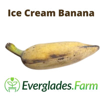 Ice Cream Blue Java Banana Plant