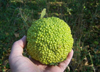 10 HEDGE APPLE Osage Orange Horse Apple Monkey Ball Maclura Pomifera Tree Seeds
