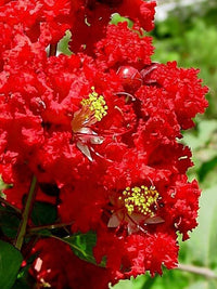 35 RED CREPE MYRTLE Lagerstroemia Indica Flowering Shrub Bush Small Tree Seeds