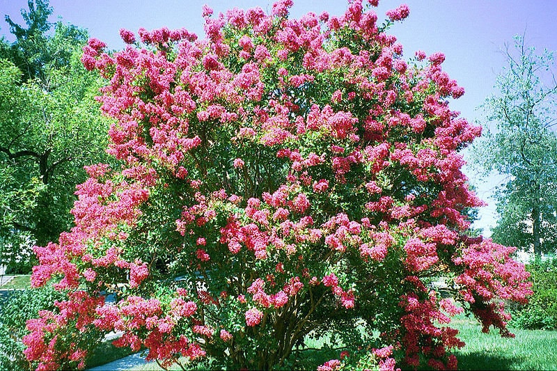 35 Dark PINK CREPE MYRTLE Lagerstroemia Indica Flowering Shrub Bush Small Tree Seeds