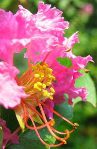 35 Dark PINK CREPE MYRTLE Lagerstroemia Indica Flowering Shrub Bush Small Tree Seeds