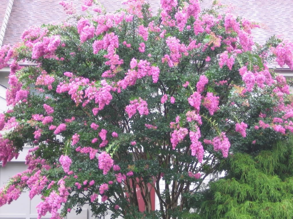 35 Light PINK CREPE MYRTLE Crape Tree Shrub Lagerstroemia Indica Flower Seeds