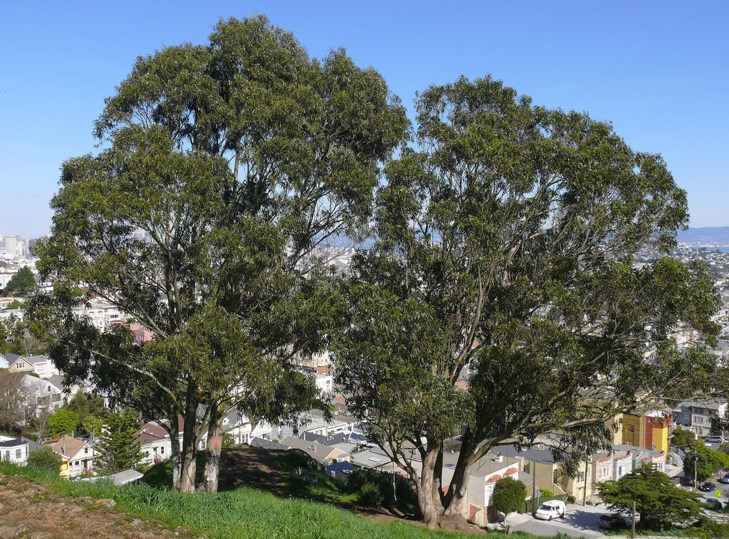 25 TASMANIAN Blue Gum TREE / EUCALYPTUS Globulus Flower Seeds