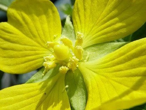 1000 Yellow SEEDBOX (Bushy Water Primrose / Rattlebox / False Loosestrife) Ludwigia Alternifolia Flower Seeds