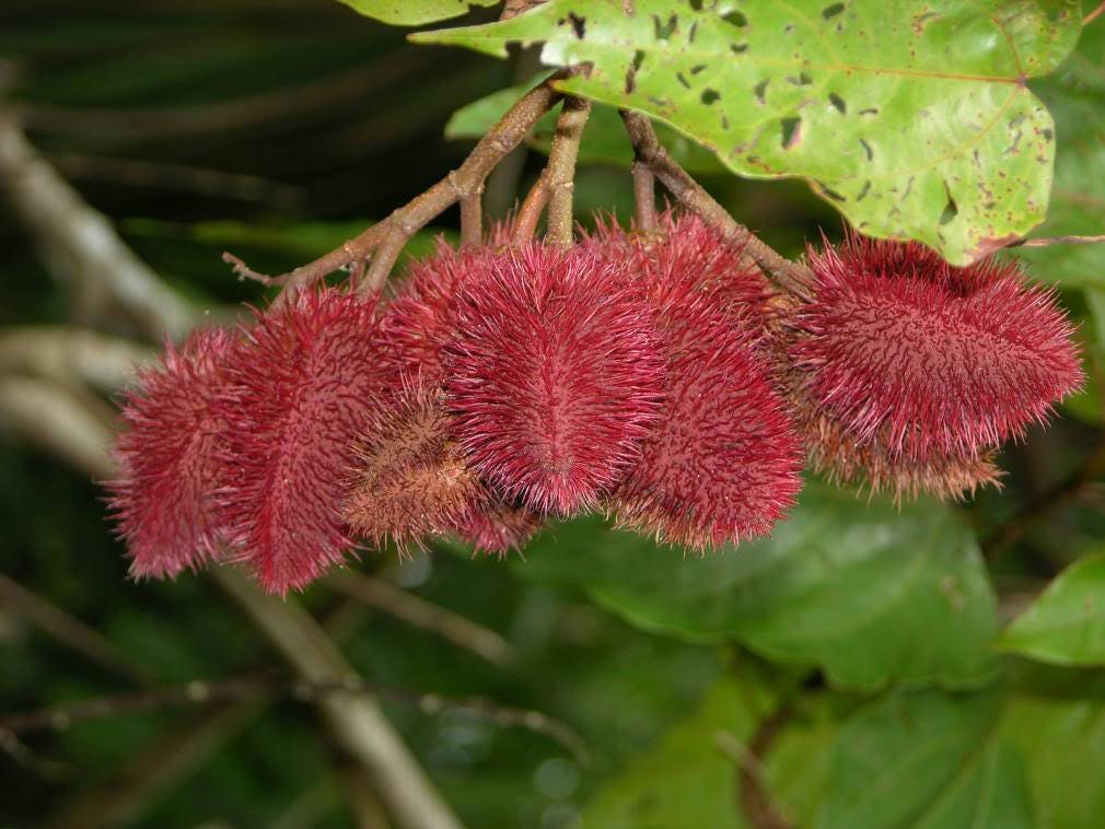 100 ANNATTO TREE Lipstick Plant Bixa Orellana Seeds