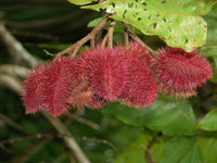 100 ANNATTO TREE Lipstick Plant Bixa Orellana Seeds
