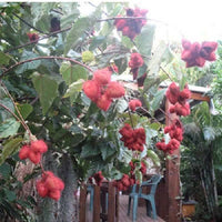 100 ANNATTO TREE Lipstick Plant Bixa Orellana Seeds