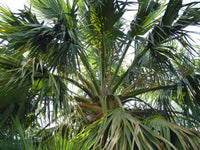 10 Hardy SABAL PALM TREE Cabbage Palmetto Flower Seeds