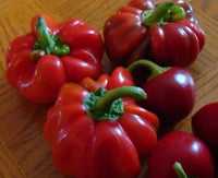 100 PIMENTO PEPPER (Red Sweet Pimientio / Italianelle / Cheese, Roasting, Frying Pepper) Capsicum Annuum Seeds