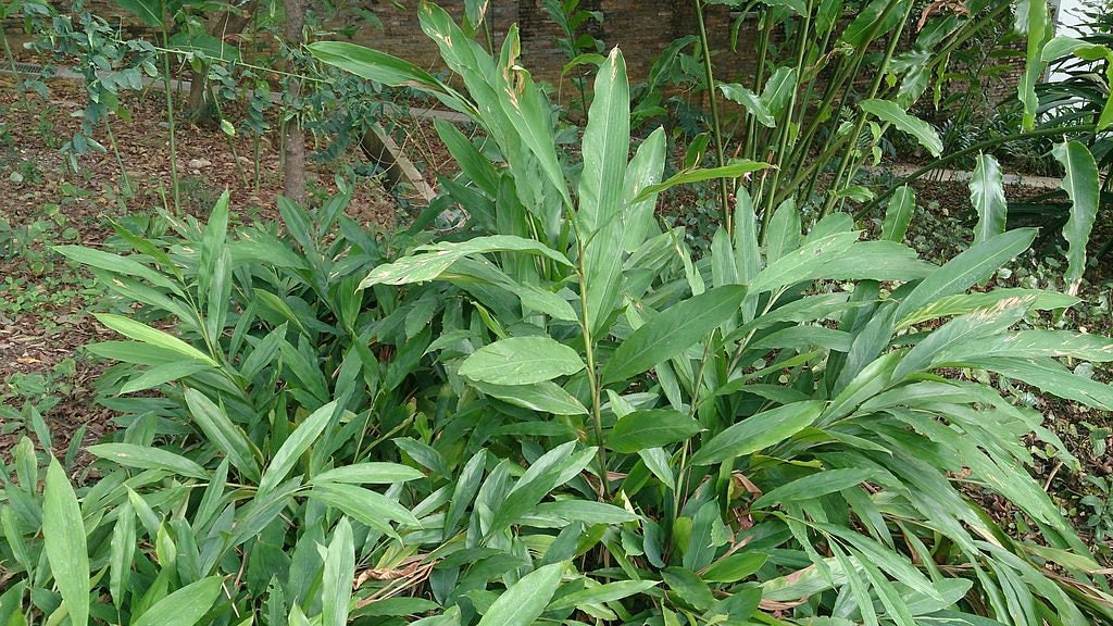5 CARDAMON CARDAMOM Elettaria Cardamomum HERB Flower Shrub Tree Seeds