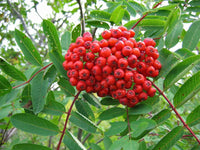 20 ASH TREE Mountain / Amur / Rowan - Sorbus Aucuparia Seeds