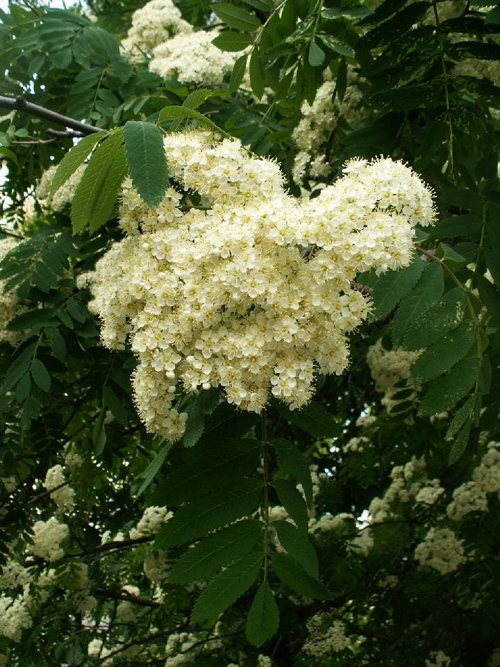 20 ASH TREE Mountain / Amur / Rowan - Sorbus Aucuparia Seeds