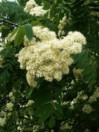 20 ASH TREE Mountain / Amur / Rowan - Sorbus Aucuparia Seeds