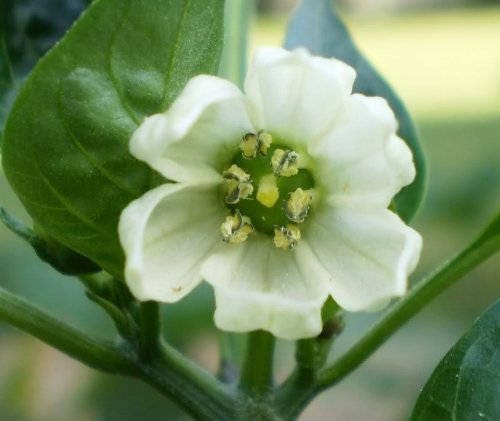 250 SWEET BANANA PEPPER Hungarian Capsicum Annuum Vegetable Seeds