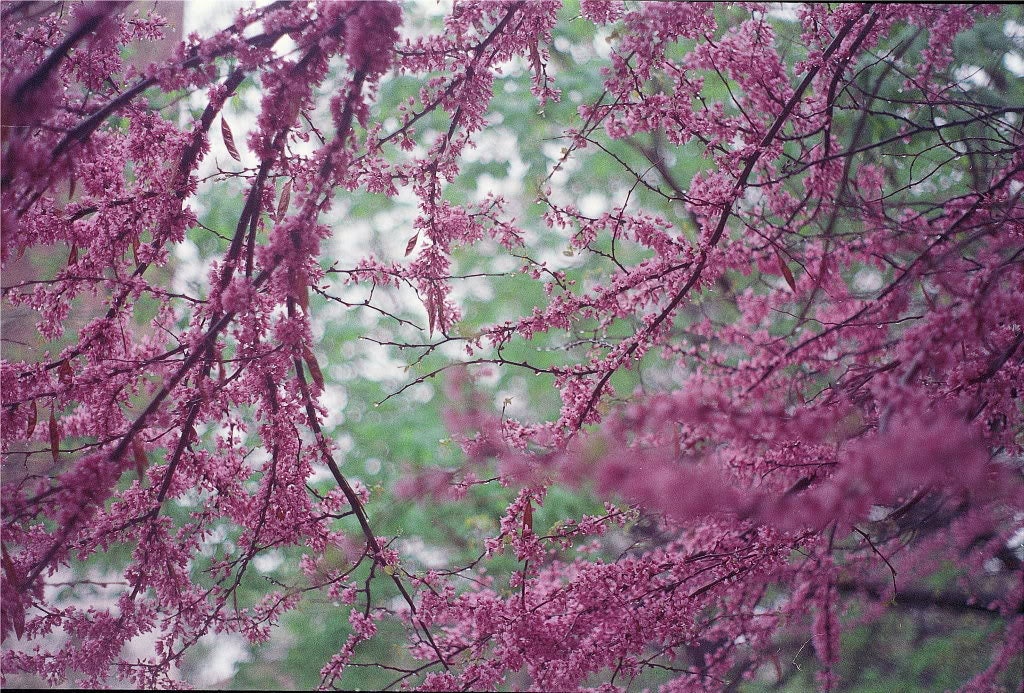 20 Eastern REDBUD TREE Cercis Canadensis Pink Flowering Native Tree Seeds