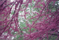 20 Eastern REDBUD TREE Cercis Canadensis Pink Flowering Native Tree Seeds
