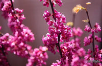 20 Eastern REDBUD TREE Cercis Canadensis Pink Flowering Native Tree Seeds
