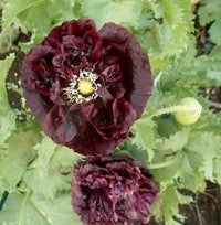 250 BLACK PEONY POPPY Papaver Peoniflorum Flower Seeds