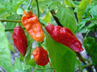20 GHOST PEPPER SEEDS Blazing Hot Naga Bhut Jolokia Cobra Chili Vegetable Seeds