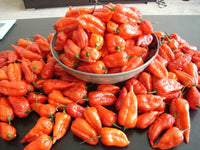 20 GHOST PEPPER SEEDS Blazing Hot Naga Bhut Jolokia Cobra Chili Vegetable Seeds