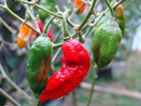 20 GHOST PEPPER SEEDS Blazing Hot Naga Bhut Jolokia Cobra Chili Vegetable Seeds