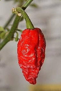 20 GHOST PEPPER SEEDS Blazing Hot Naga Bhut Jolokia Cobra Chili Vegetable Seeds