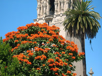 15 Red AFRICAN TULIP TREE (Fire Tree / Flame of the Forest / Fountain Tree) Spathodea Campanulata Seeds