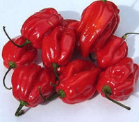 50 Hot RED HABANERO PEPPER Capsicum Chinense Vegetable Seeds