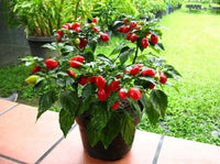50 Hot RED HABANERO PEPPER Capsicum Chinense Vegetable Seeds