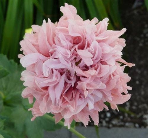 100 Flemish Antique PEONY POPPY MIXED Colors  Papaver Peoniflorum Flower Seeds
