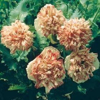 100 Flemish Antique PEONY POPPY MIXED Colors  Papaver Peoniflorum Flower Seeds